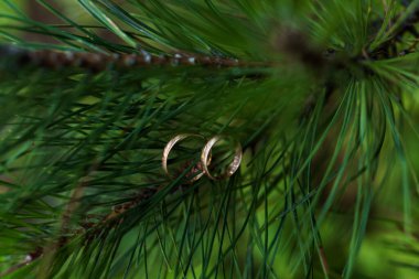 Elegant Wedding Rings Nestled Among Lush Green Pine Needles. clipart