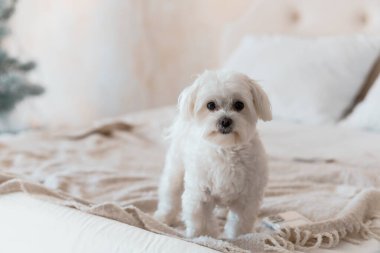 Sevimli Malta Köpeği Sıcak bir yatakta duruyor.