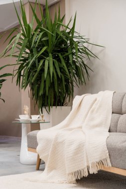 Modern kanepesi ve yemyeşil bitkisi olan rahat oturma odası.