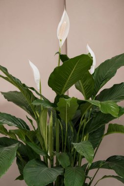 Minimalist Arkaplan Karşısında Bereketli Barış Çiçeği.