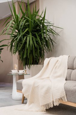 Modern kanepesi ve yemyeşil bitkisi olan rahat oturma odası.