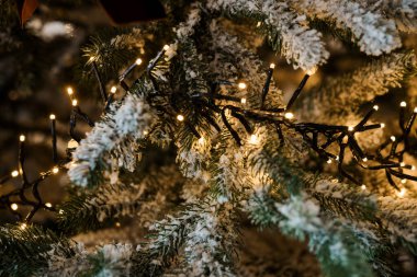 Karla kaplı Noel ağacında ışıldayan Peri Işıkları.