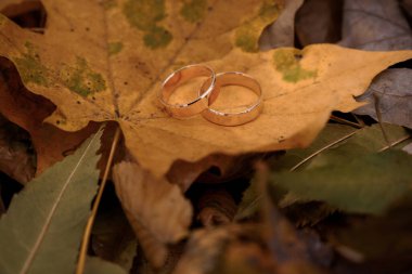 Elegantly Placed Wedding Rings on Autumn Leaves. clipart