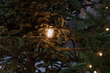 Evergreen Dalları 'nda Noel Işıklarının Ilık Işıltısı.