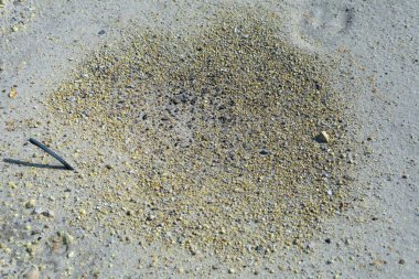 Sert bir manzarada Sülfür Kaplamalı Toprak.