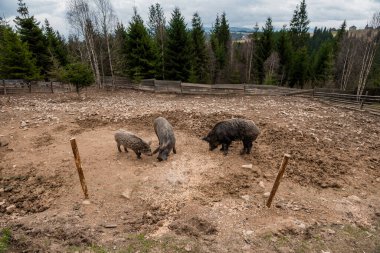 A Family of Pigs foraging in a Rustic Farmyard Surrounded by Lush Trees.