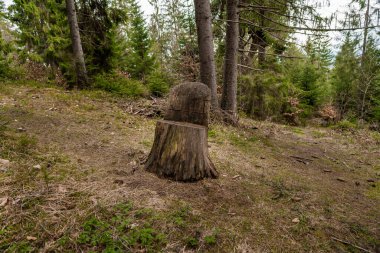Ormandaki Dinginlik: Yeşilliğin Ortasında Yıpranmış Bir Ağaç Damlası.