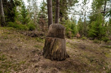Yeşillik Ormanında Antik Ağaç Damlası.