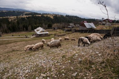 Otlayan Koyunlar ve Kırsal Konutlarla Huzurlu Kırsal Arazi.