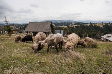 Pastoral Serenity: A Flock of Sheep Grazing in a Mountainous Landscape. clipart