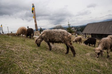 Bulutlu Gökyüzü Altında Verdant Hills 'te Otlanan Koyun.