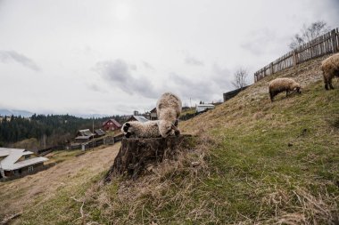 Hillside 'da Otlanan Koyunlu Serene Kırsal Arazi.