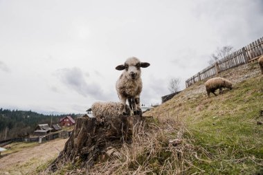 Pastoral bir manzarada Ağaç kütüğünün üzerinde duran Meraklı bir Kuzu.