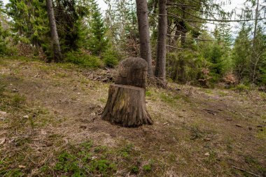 Ormandaki Dinginlik: Yeşilliğin Ortasında Yıpranmış Bir Ağaç Damlası.