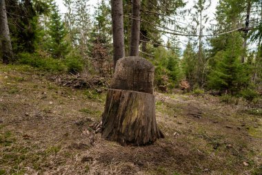 Yeşillik Ormanında Antik Ağaç Damlası.