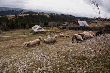 Otlayan Koyunlar ve Kırsal Konutlarla Huzurlu Kırsal Arazi.