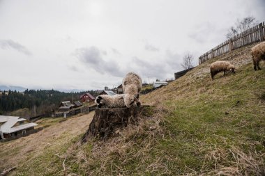 Hillside 'da Otlanan Koyunlu Serene Kırsal Arazi.