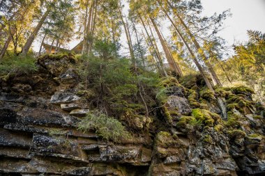 Sonbaharda engebeli uçurumlara bakan Görkemli Orman.
