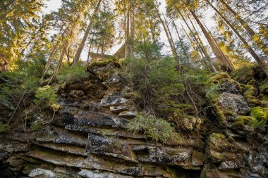 Rocky Outcrop ve Tall Pines ile Görkemli Orman Manzarası.