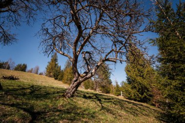 Berrak Gök Altında Bir Buruşuk Ağaç Gösteren Huzurlu Manzara.