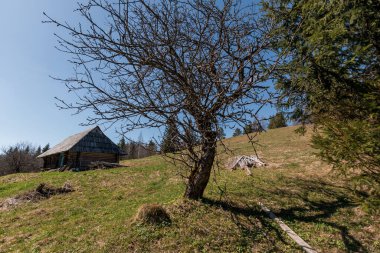 Eski Ahşap Ev ve Yapraksız Ağaç ile Huzurlu Bahar Manzarası.