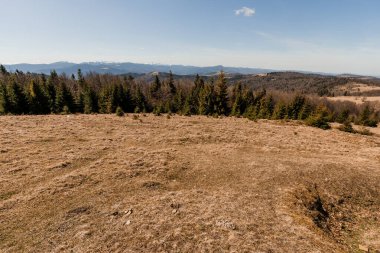 Berrak Mavi Gök Altında Yeşil Çamlarla Serene Yuvarlanan Tepeler.