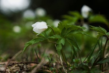 Delicate White Flower with Lush Green Leaves in a Natural Setting. clipart