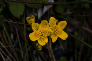 Yeşilliğin Ortasında Canlı Sarı Bataklık Çiçekleri.