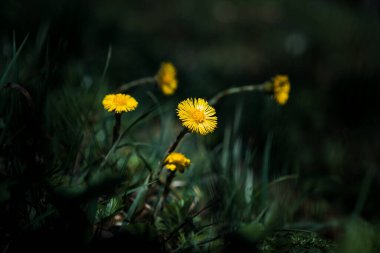 Canlı sarı karahindibalar yemyeşil bir arazide çiçek açıyor..