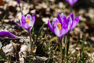 Canlı Crocuslar Yaprak Döküntüsü ile İlkbaharın başlarında Çiçek açıyor.