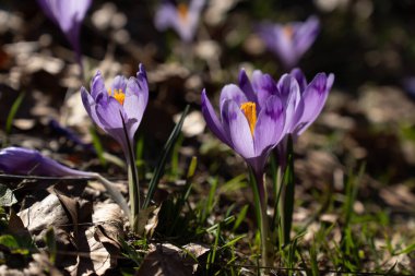 Baharda Güneş Işığında Çiçek açan Crocuslar.