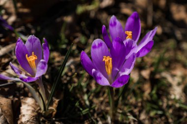 Vibrant Purple Crocus Flowers Blooming in Early Spring.