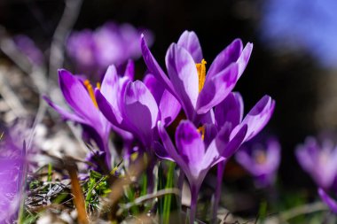 Vibrant Crocus Flowers Blooming in Spring Sunlight. clipart