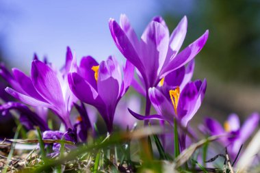Canlı Mor Crocus 'lar İlkbahar Güneşi' nde Çiçek açıyor.