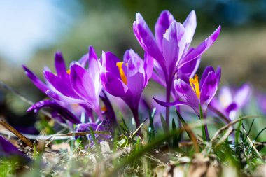 Çiçekli Crocuslar Baharın İlk Günışığında.