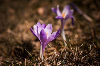 Bahar başında Kuru Çimenler 'den açan Mor Crocus çiçekleri.