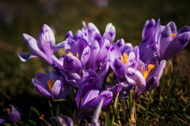 Mor Crocus çiçeklerinden oluşan canlı bir küme Bahar Güneşi 'nde çiçek açıyor.