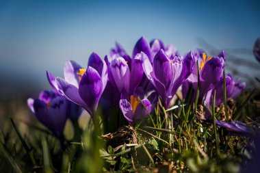 Canlı Mor Crocus 'lar Güneşli Çayırda Çiçek Açıyor.