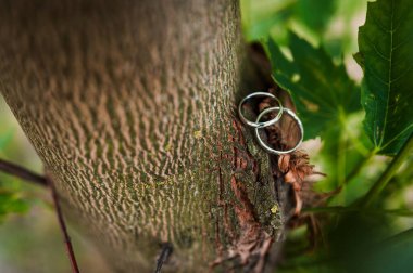 Symbolic Union of Love: Wedding Rings Nestled in Nature.