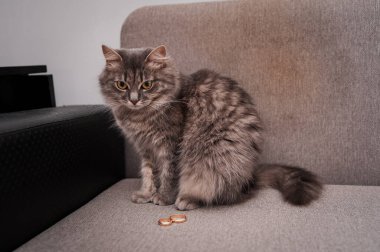 Mischievous Cat With Rings on Sofa. clipart