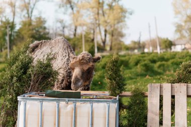 Camel Curiously Investigating a Trash Bin in a Lush Green Pasture. clipart