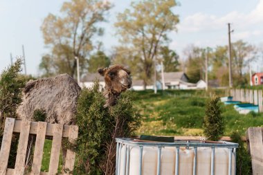 Lush Farm Ayarlarında Çitin Üzerinden Bakan Deve.