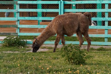Kırsal bir çevrede otlanan Lama.