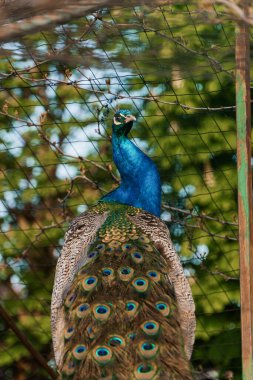 Görkemli Tavus kuşu Canlı Plumage 'ini Doğal Bir Çevrede Gösteriyor.