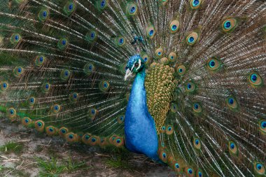 Majestic Peacock Displaying Its Vibrant Plumage in a Natural Setting. clipart