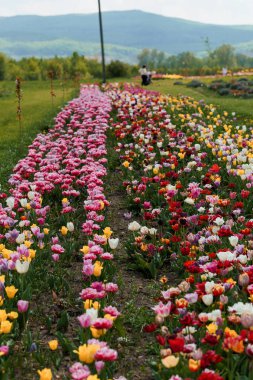Canlı Bahar Çiçeği: Dolu Çiçekli Lalelerin Renkli Tarlası.