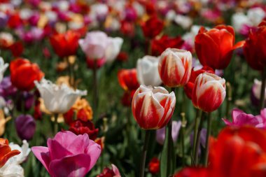 Canlı Bahar Lale Bahçesi Tamamen Çiçek Açtı.