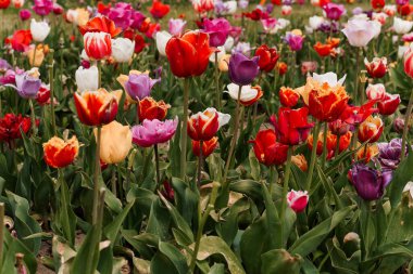 Dolu Çiçek İçinde Canlı Lale Bahçesi.