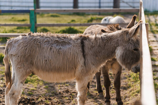 Playful Donkeys in a Sunlit Farmyard Setting.