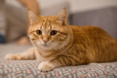 Sevimli Turuncu Tekir Kedi Rahat bir koltukta dinleniyor.